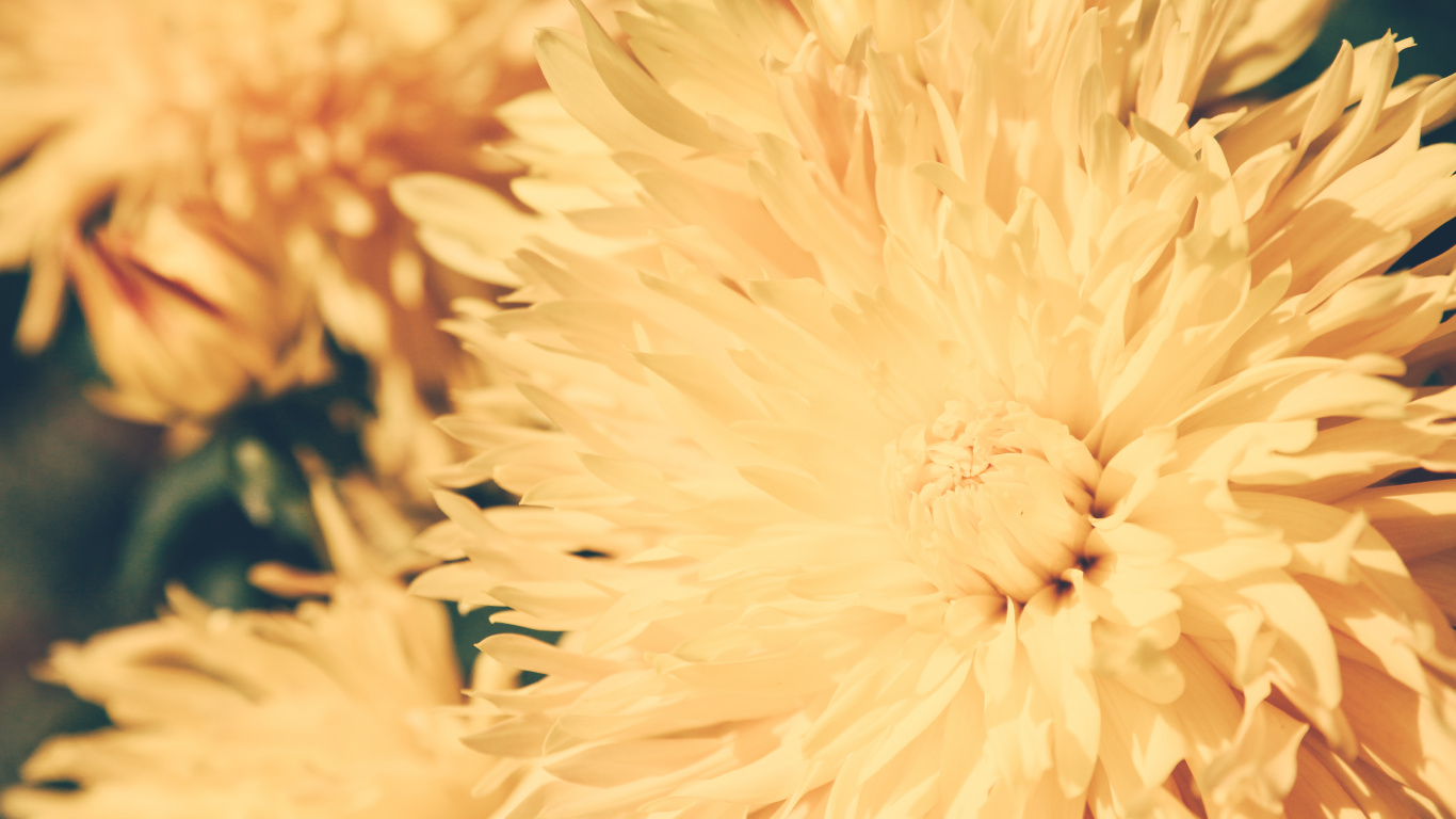 Factory, Petal, Close Up, Chrysanthemum, Flower Wallpaper - Petal , HD Wallpaper & Backgrounds