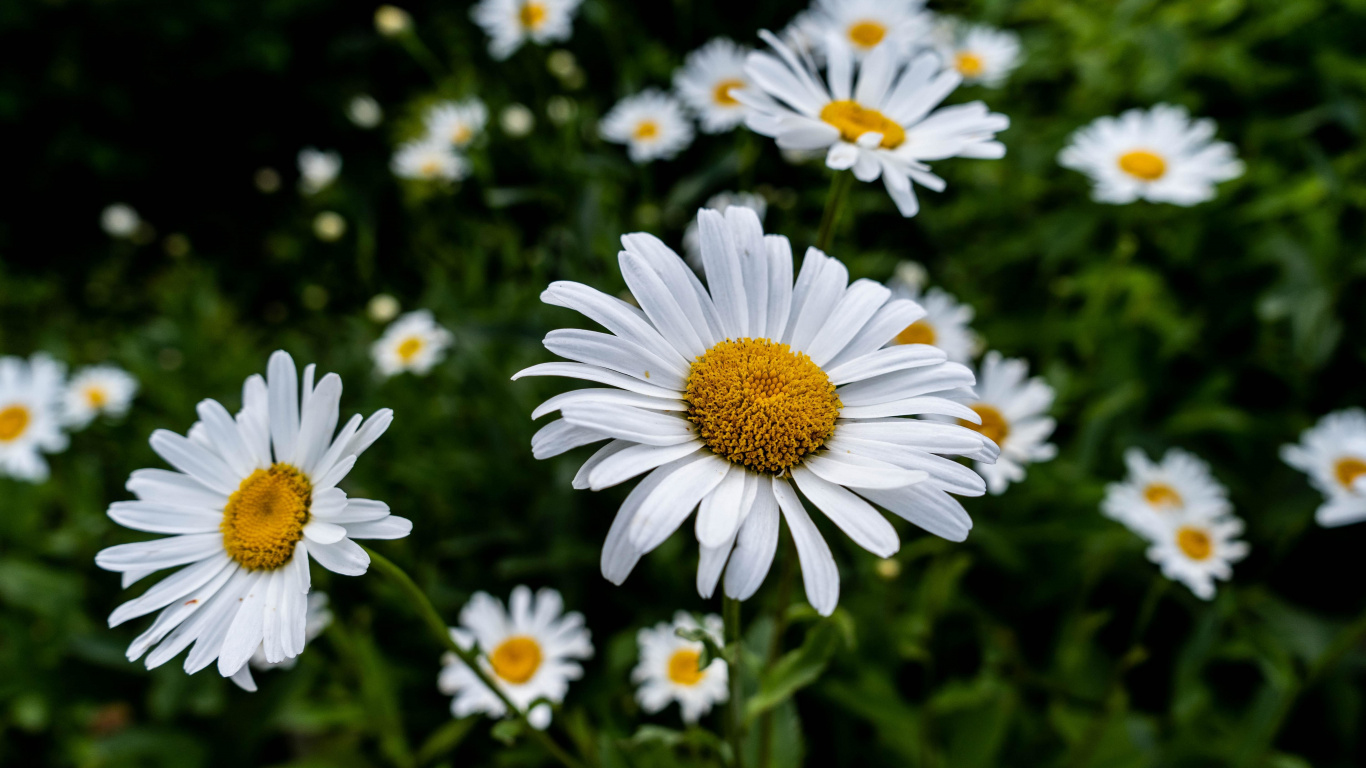 Bloom, White Daisy, Flowers, Flora, Wallpaper - Bulanık Papatya , HD Wallpaper & Backgrounds