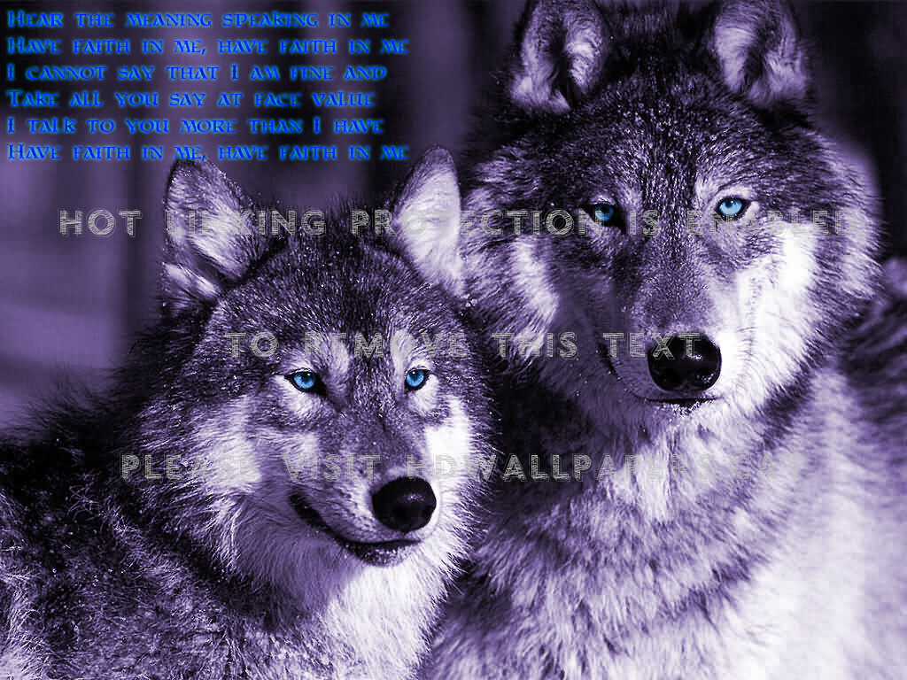 Female And Male Wolf , HD Wallpaper & Backgrounds