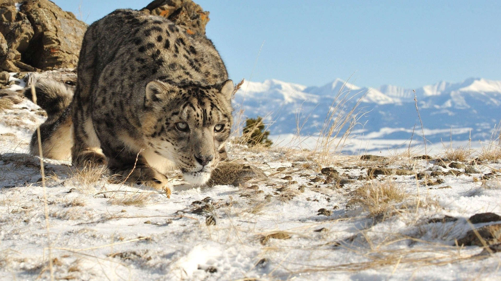 Irbis Snieg Zwierze Zima Other High Quality Wallpaper - Snow Leopard In Habitat , HD Wallpaper & Backgrounds