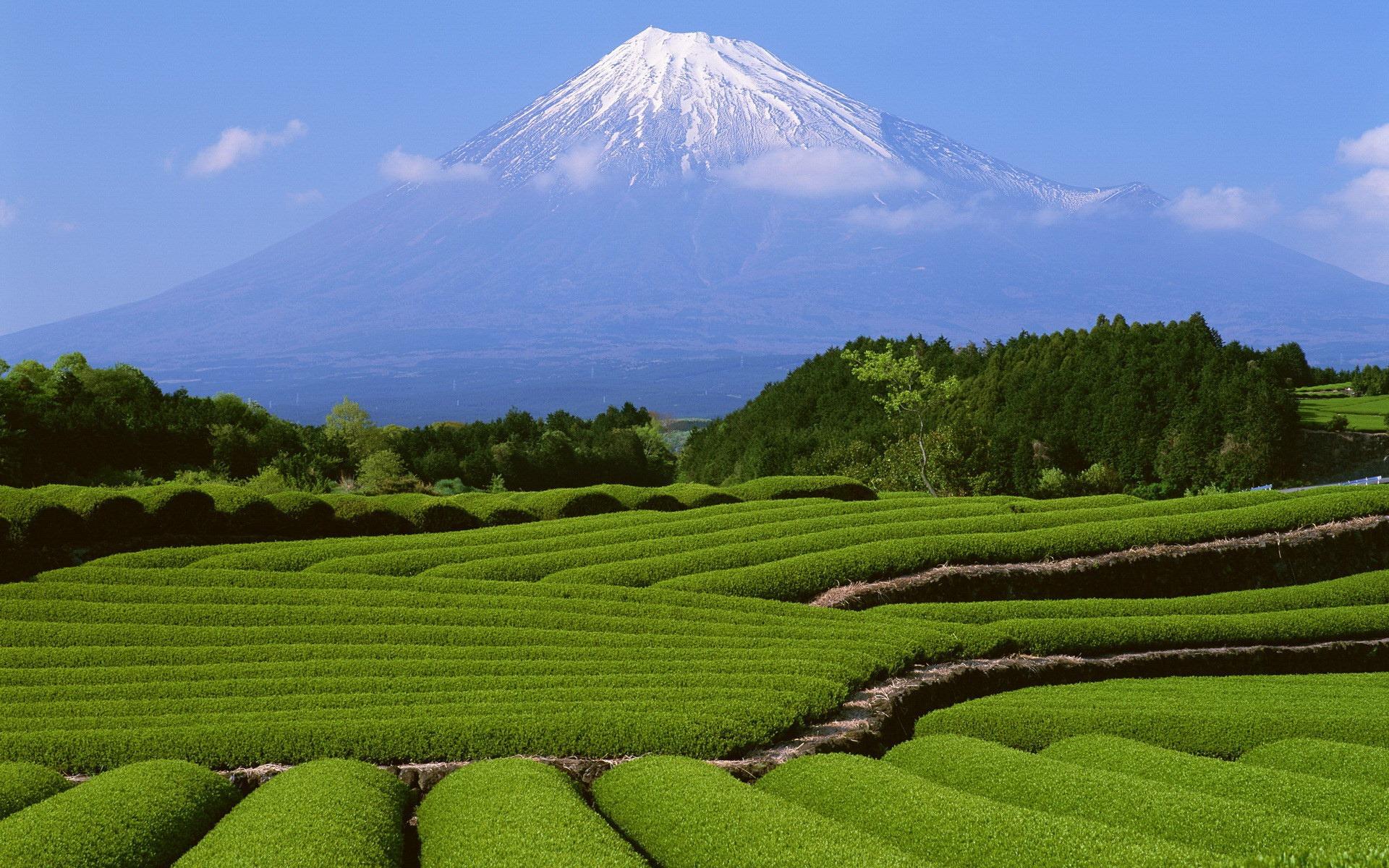 Flowers Gardens Wallpapers For Desktop Full Size - Fuji Mountain , HD Wallpaper & Backgrounds