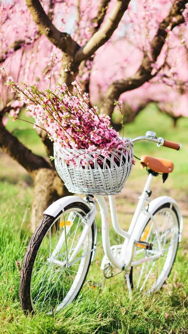 Nature Iphone Wallpaper Ideas - White Bicycle With Flowers , HD Wallpaper & Backgrounds