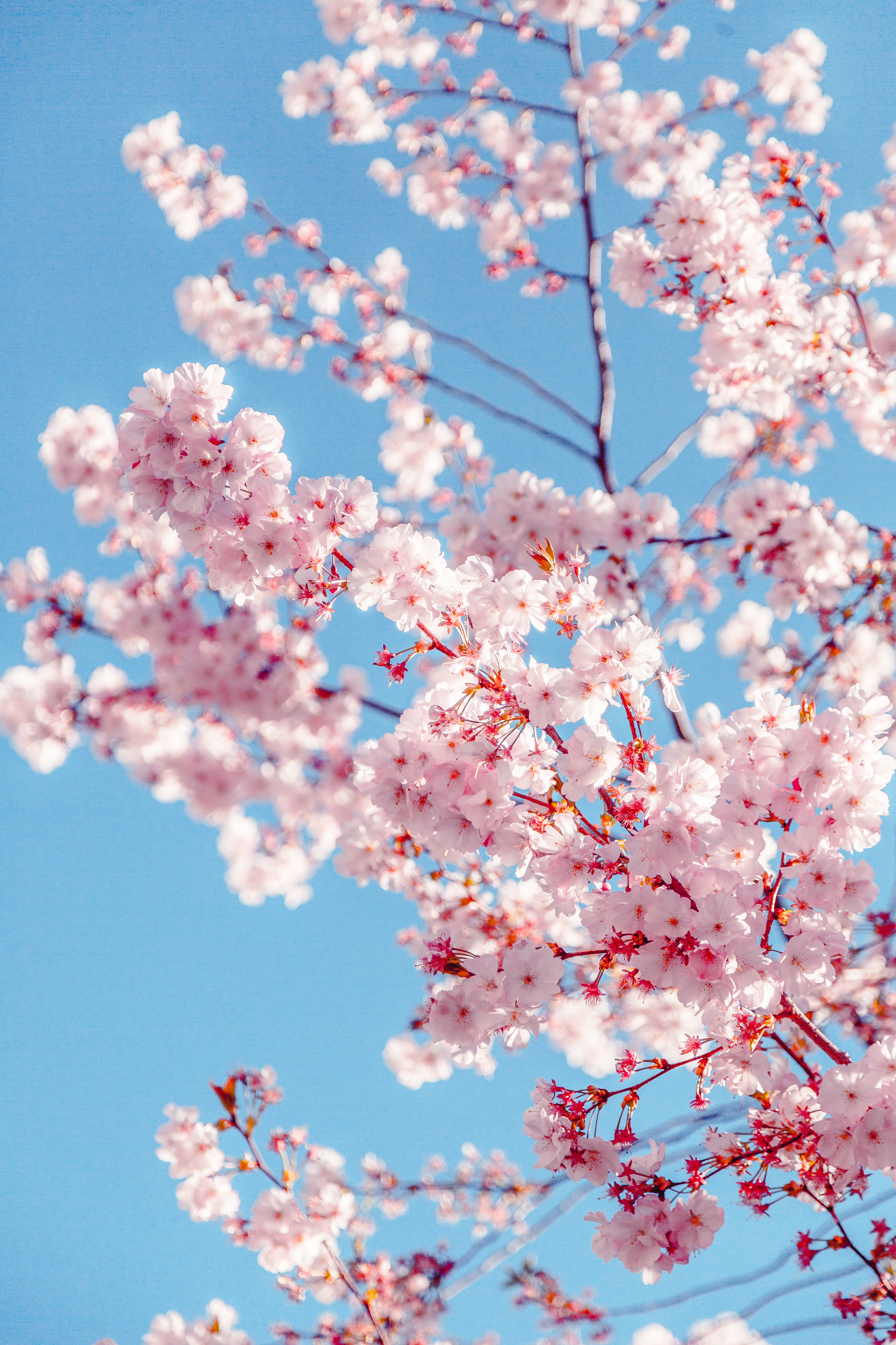 Background Cherry Blossom Tree , HD Wallpaper & Backgrounds