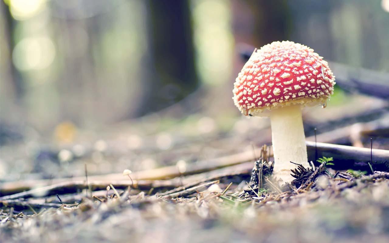 Google Now Launcher Wallpaper - Amanita Muscaria , HD Wallpaper & Backgrounds