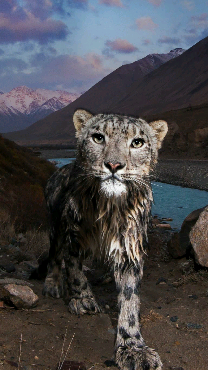 Daily Wallpapers - Snow Leopard Camera Trap , HD Wallpaper & Backgrounds