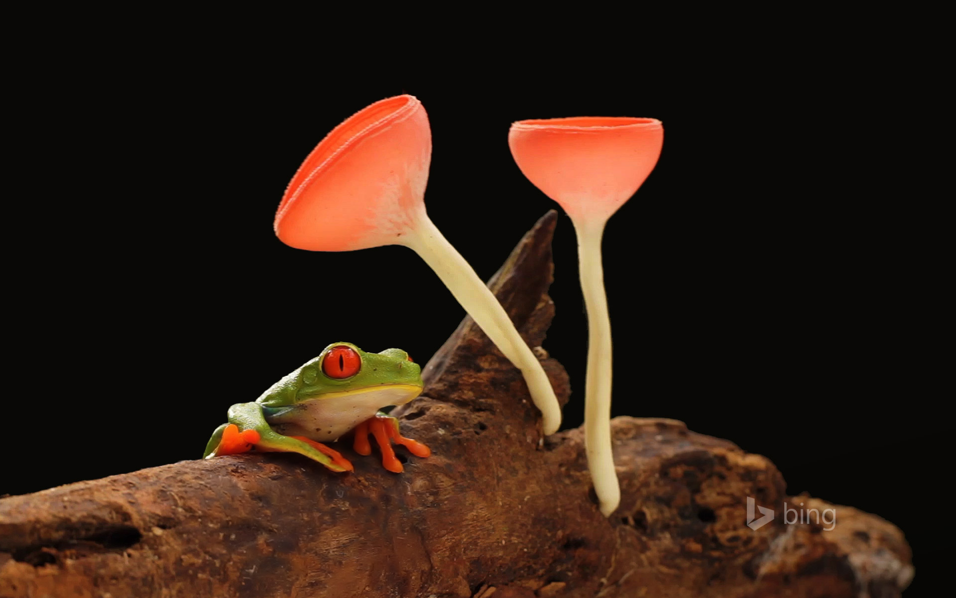 Red-eyed Or Gaudy Leaf Frog With Mushrooms - New Bing , HD Wallpaper & Backgrounds