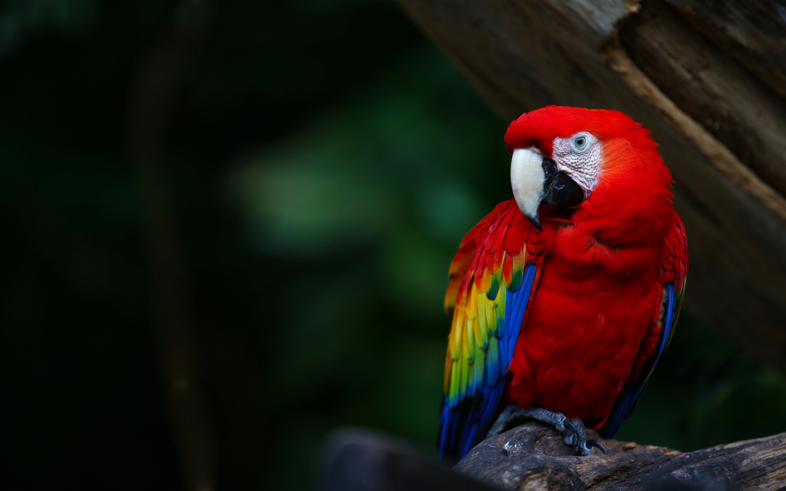 Scarlet Macaw , HD Wallpaper & Backgrounds