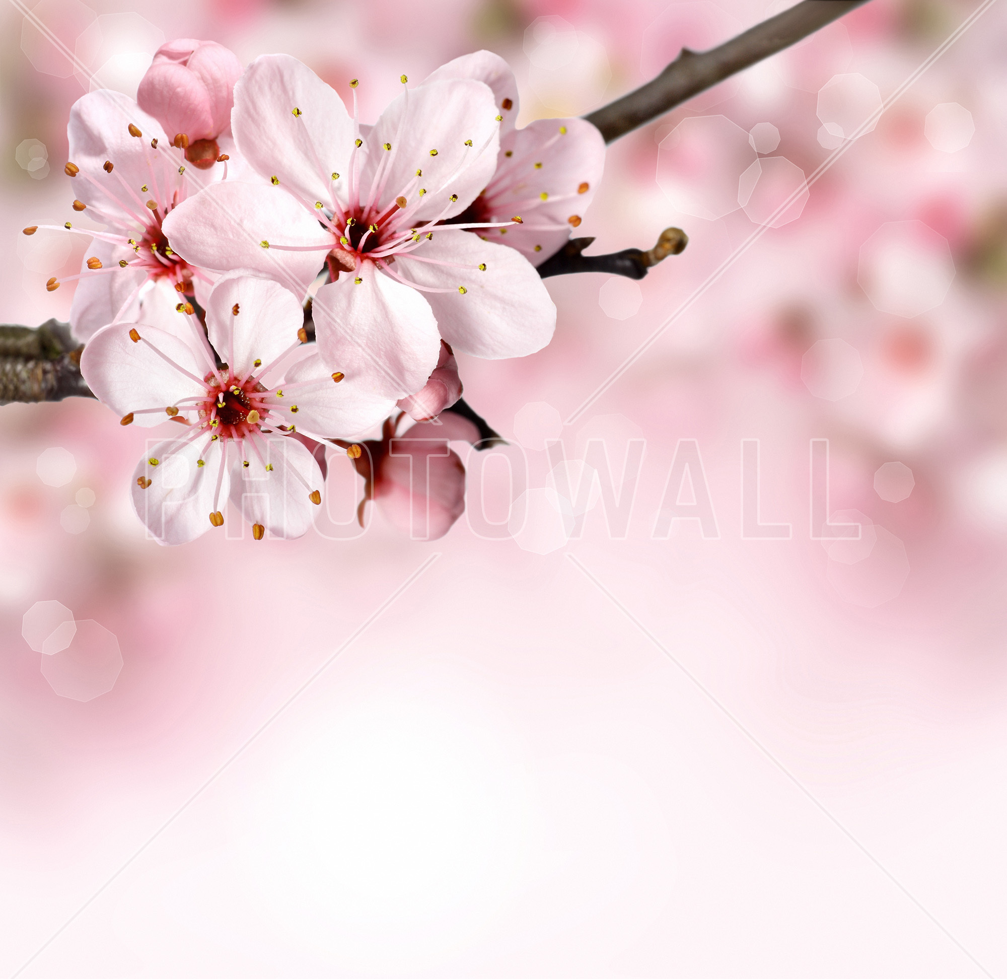 Next - Cherry Blossom , HD Wallpaper & Backgrounds