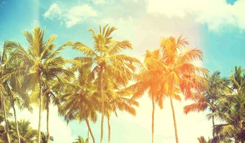 Palm Tree Wallpaper Tropical Palm Tree Wallpaper Border - Palm Tree Background Free , HD Wallpaper & Backgrounds