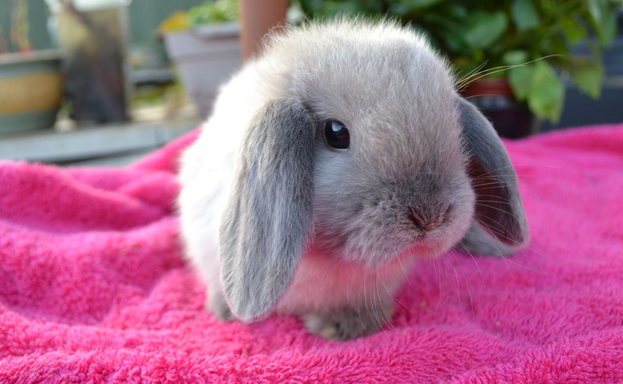 Black Baby Rabbits Wallpaper Cute Baby Bunnies Hd Wallpaper Backgrounds Download