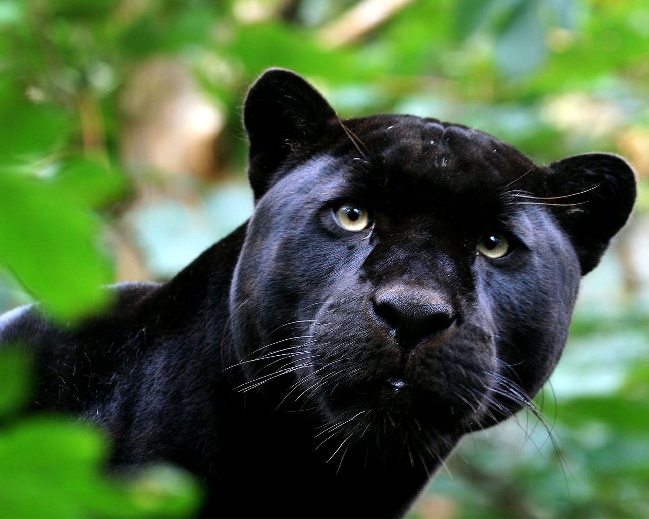 Cute Baby Black Panther - Black Panther Animal , HD Wallpaper & Backgrounds