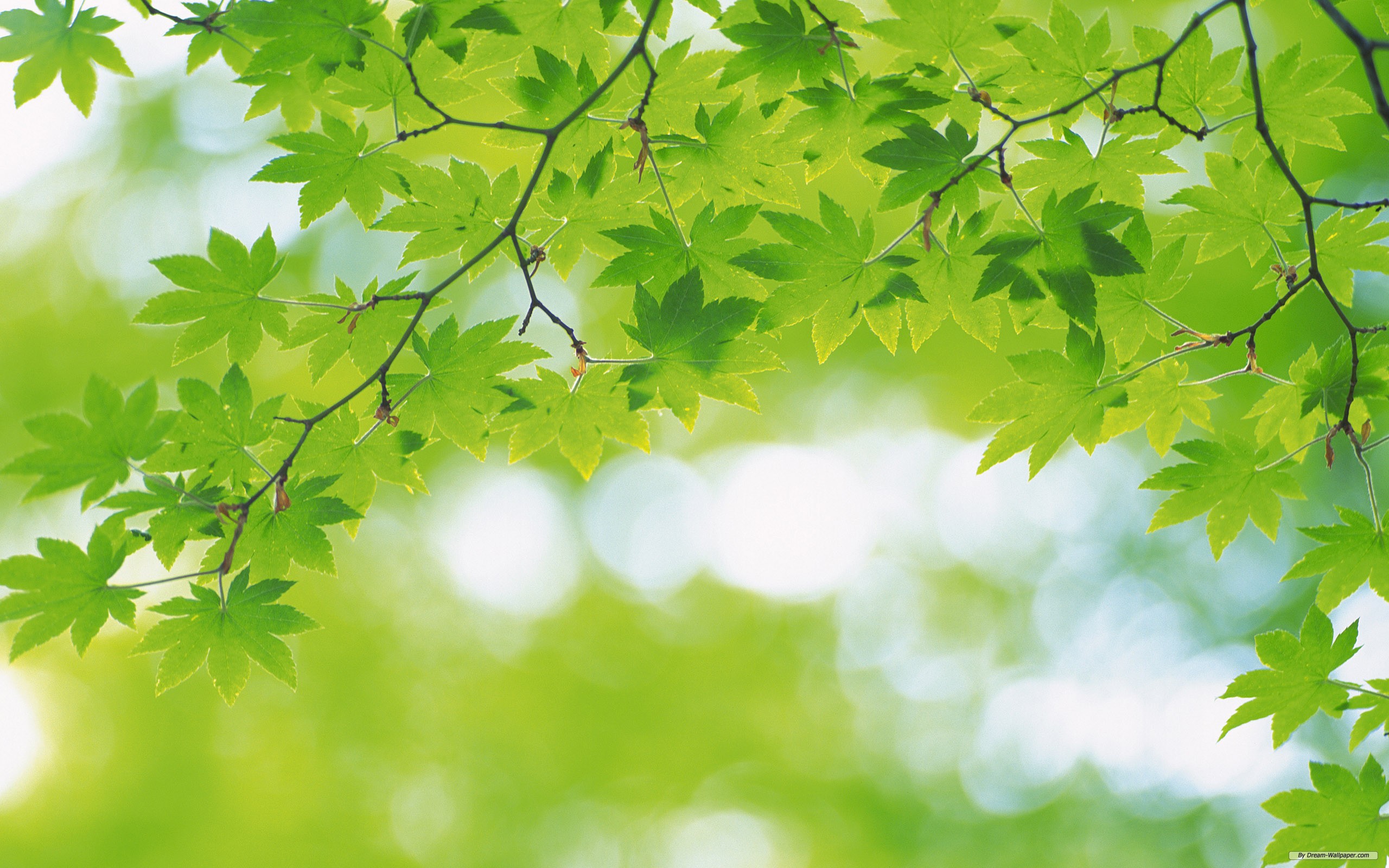 Fresh Leaves Desktop Background - Green Nature Background , HD Wallpaper & Backgrounds