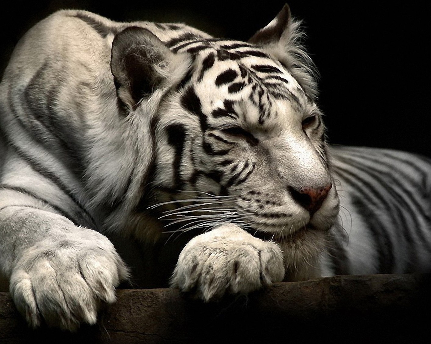 Cute Animal Wallpapers, Puffy, Pet Images, Best Friends, - White Tiger Laying Down , HD Wallpaper & Backgrounds