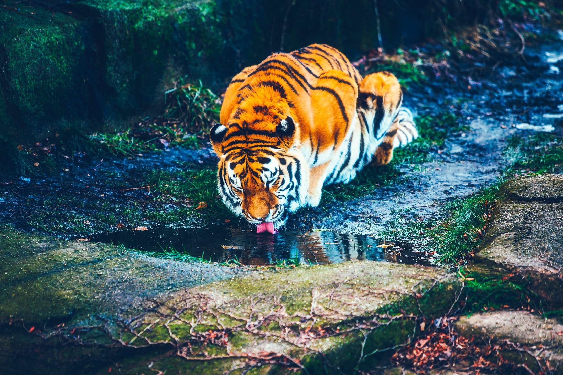 Animal, Beautiful, Big, Danger, Drinking, Environment, - Beautiful Tiger , HD Wallpaper & Backgrounds