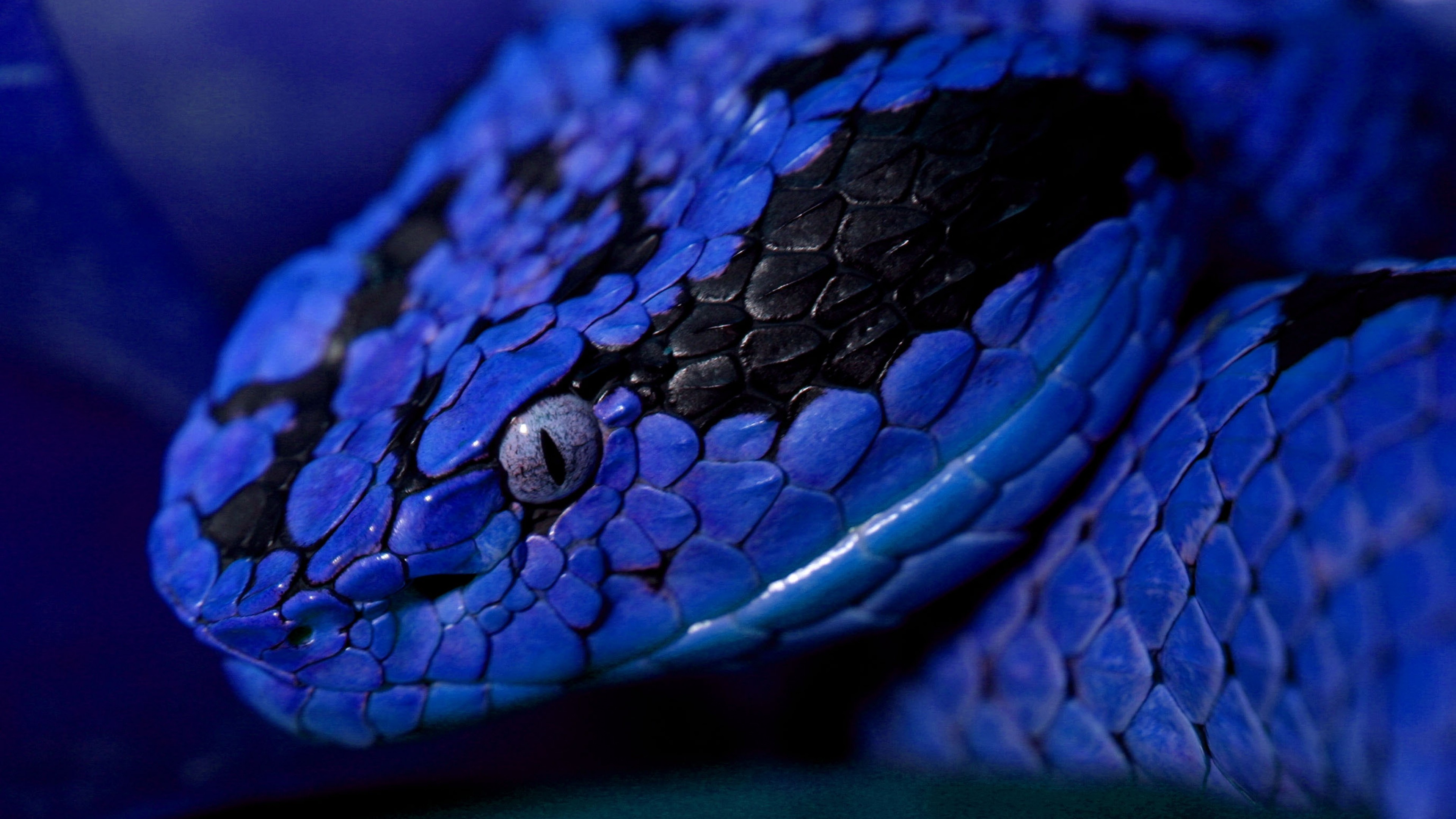 2k - Blue Snake Eyes , HD Wallpaper & Backgrounds