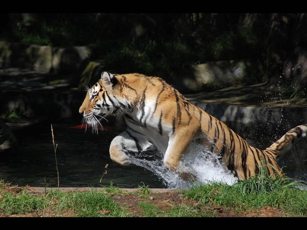 Tiger Danger Animals Wallpaper - Tiger Hunting At Night , HD Wallpaper & Backgrounds