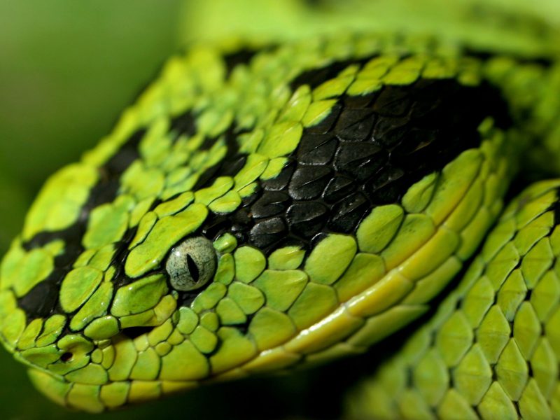 Danger Snake Wallpaper - Viper Snake , HD Wallpaper & Backgrounds