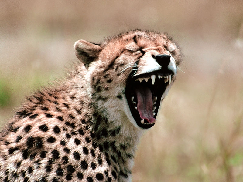Very Danger Animal Hd Wide Desktop Wallpaper - Cheetah Humor , HD Wallpaper & Backgrounds