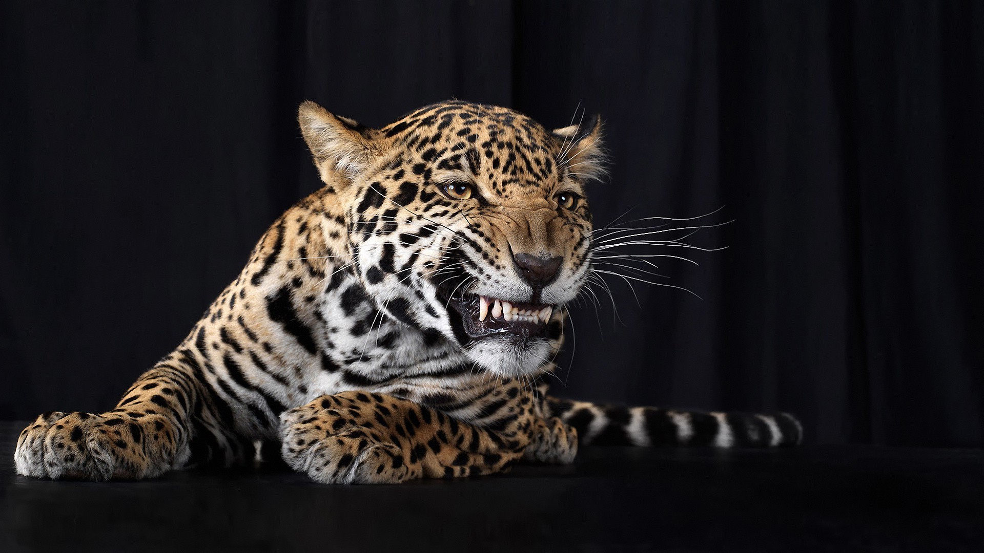 Animals Cat Wildlife Mammal Leopard Tiger Predator - Leopard Hd Wallpapers For Iphone , HD Wallpaper & Backgrounds