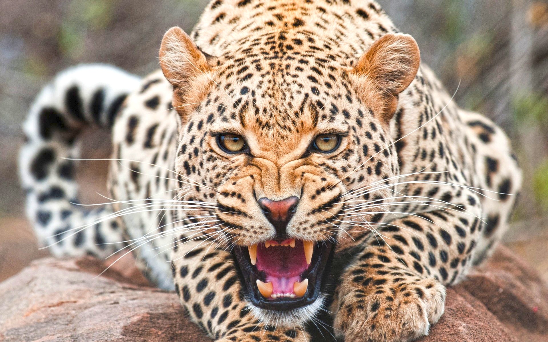Animal Face Wallpaper - Cheetah Hd , HD Wallpaper & Backgrounds