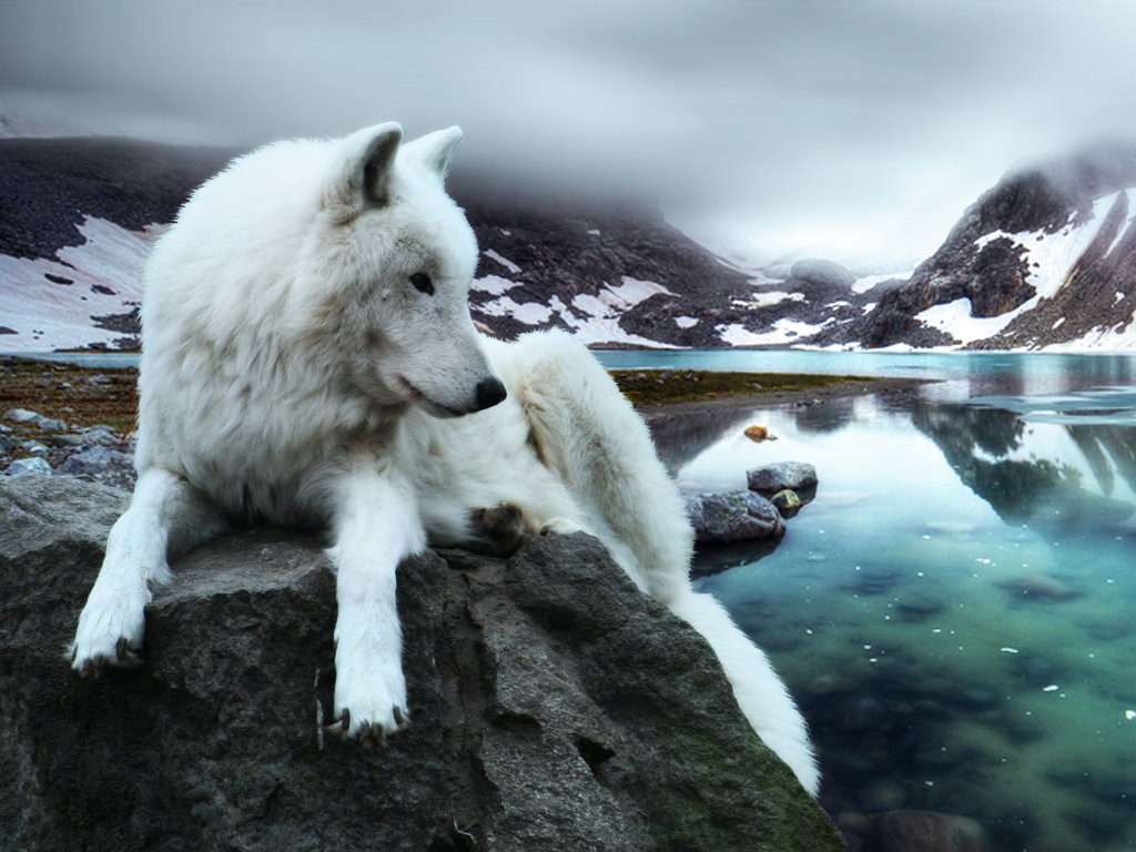 Dogs White Mountains Wolf Loneliness Dont Struggle - White Wolf In Water , HD Wallpaper & Backgrounds