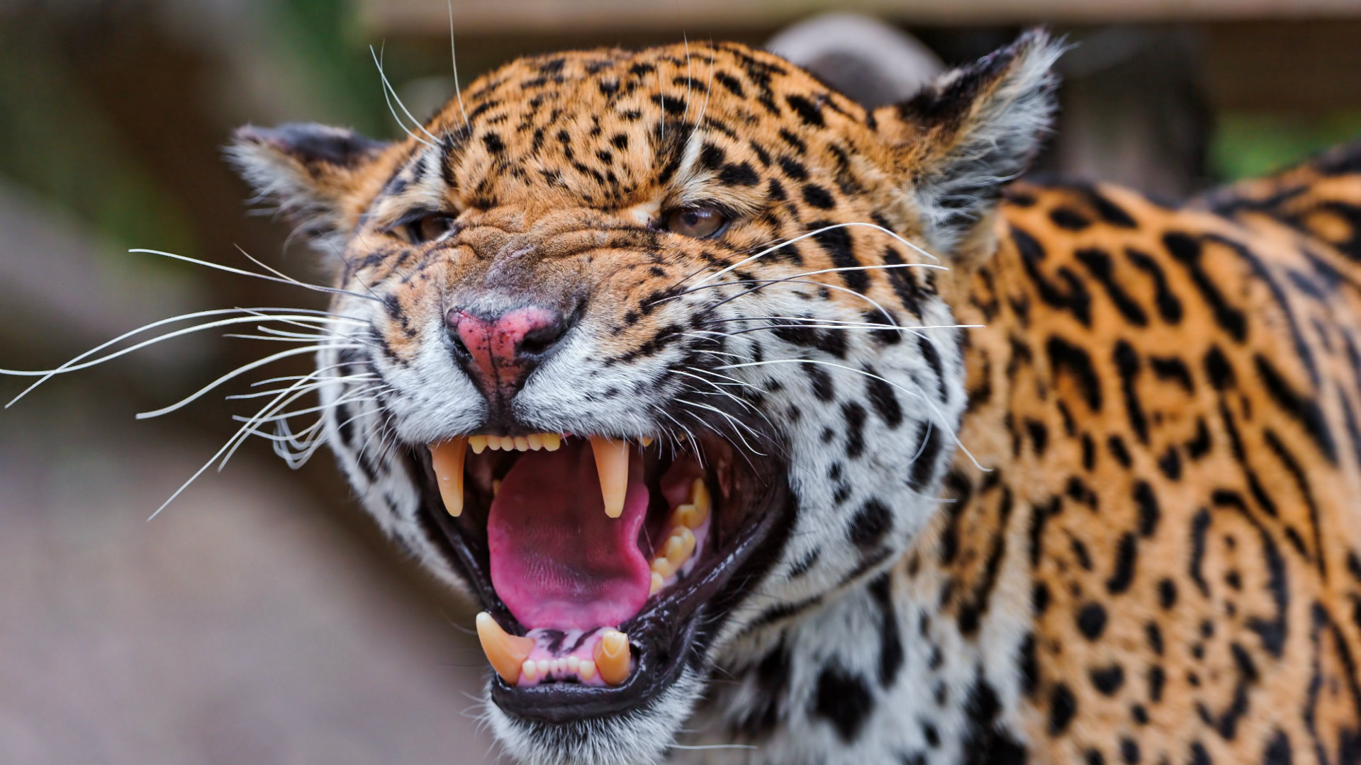 South African Jaguar Animal , HD Wallpaper & Backgrounds