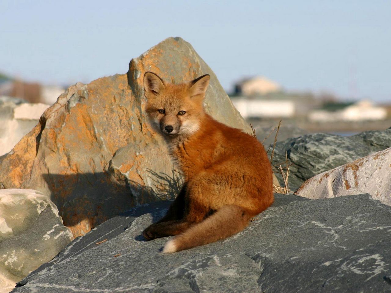 Young Fox Rocks Danger Cub Fox - Fox , HD Wallpaper & Backgrounds