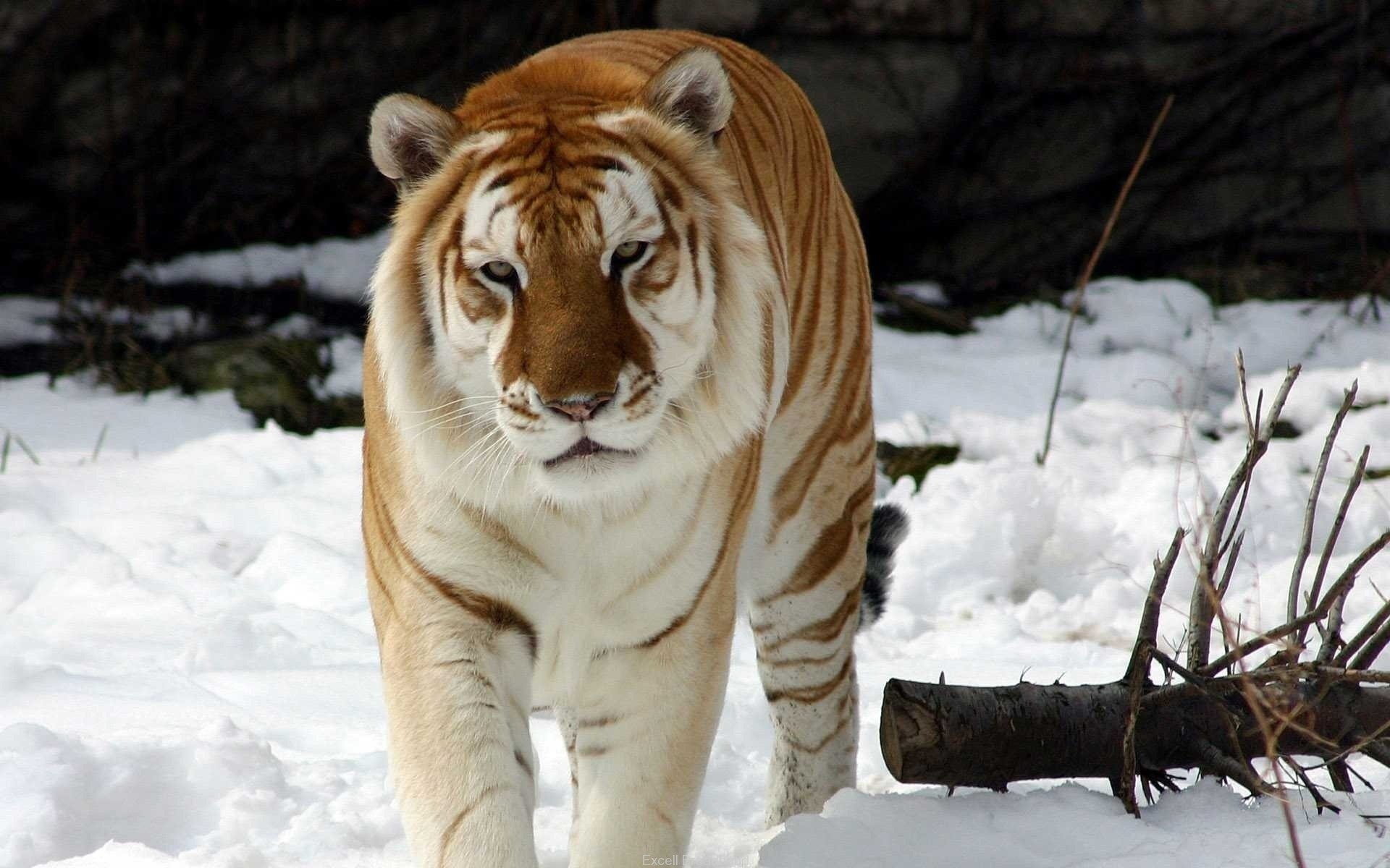 Animals Snow Winter Mammal Wildlife Nature Wild Cat - Golden Tabby Tiger , HD Wallpaper & Backgrounds