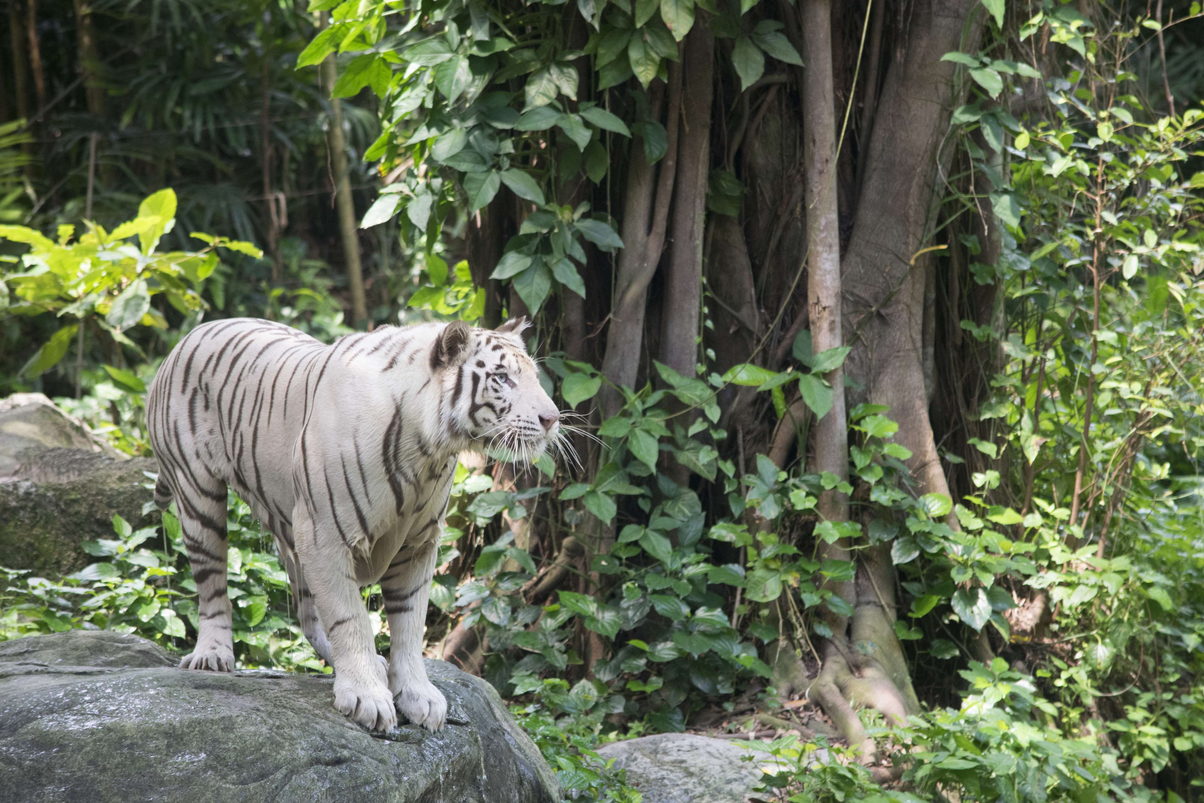 Animal, Big, Cat, Danger, Dangerous, Feline, Fur, Furry, - Hábitat Del Tigre De Bengala Blanco , HD Wallpaper & Backgrounds