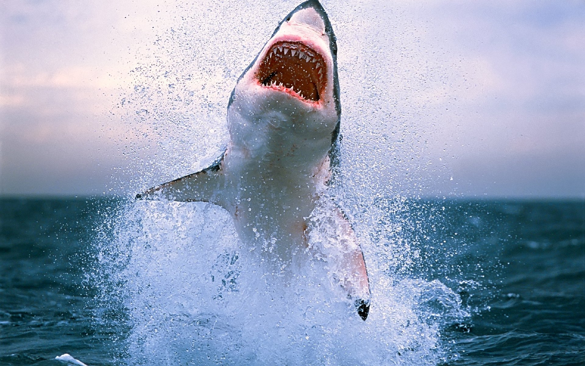 Shark Teeth Danger Sea Water Ocean Waves Spray Photo - Great White Cape Town , HD Wallpaper & Backgrounds