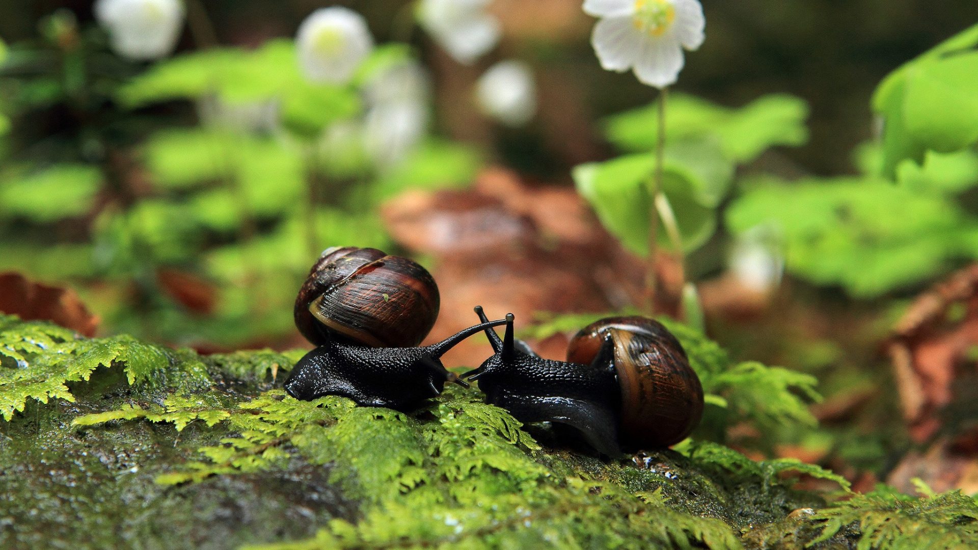 Flowers Macro Leaves Snails Bridesmaids Animals Image - Snail Pc Background , HD Wallpaper & Backgrounds