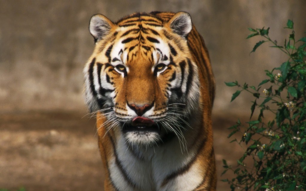 صور نمر خلفيات نمور Hd الوليد - Lion And Tiger Image Download , HD Wallpaper & Backgrounds