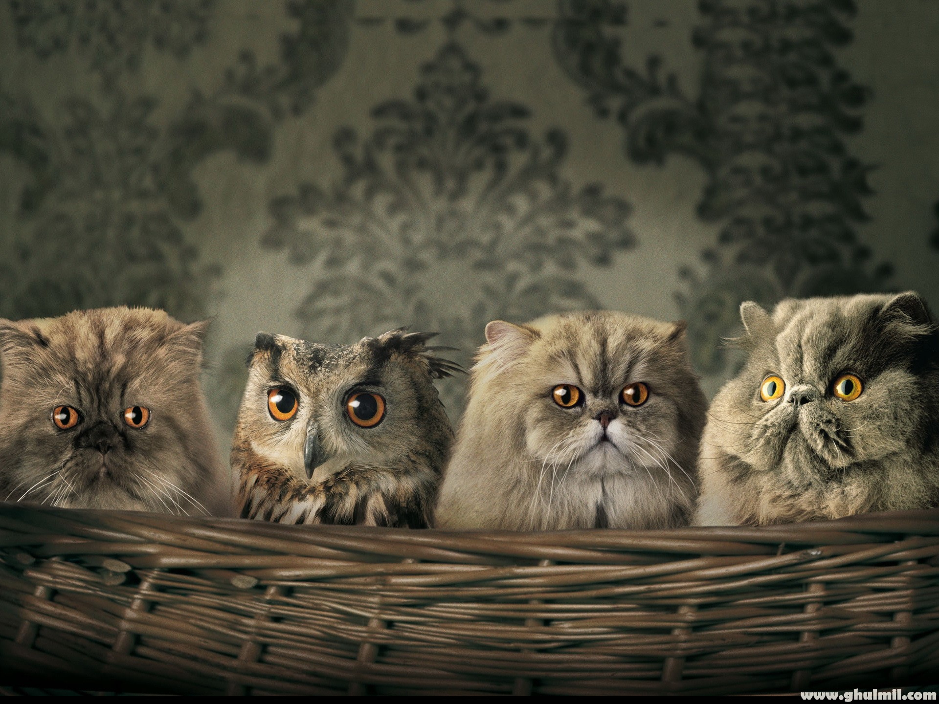 Wallpapers » Owl Among Cats Very Beautiful Amazing - Cats Owl , HD Wallpaper & Backgrounds