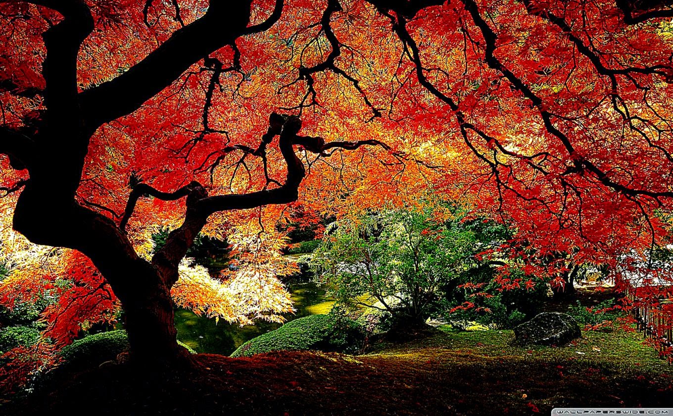 Most Beautiful Wallpapers Ever - Fall Desktop Wallpaper Mac , HD Wallpaper & Backgrounds