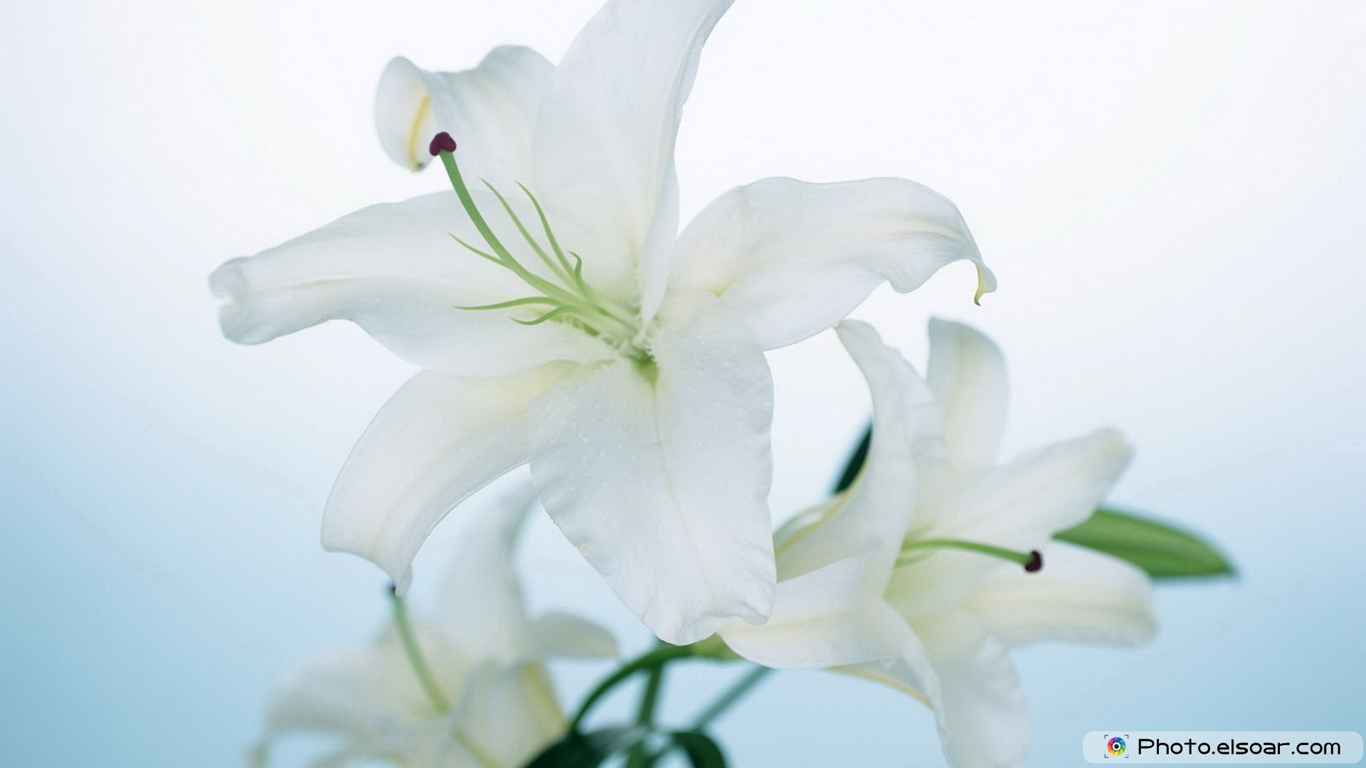 Free Wallpaper White Flower Is Very Beautiful - White Lily , HD Wallpaper & Backgrounds