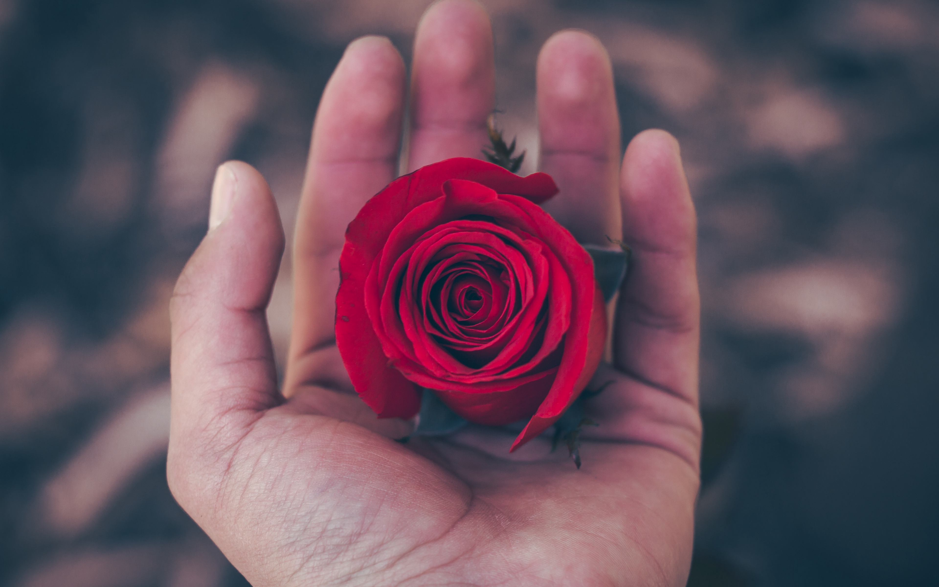 Wallpaper Rose, Hand, Red, Bud - Hand Holding A Rose Petal , HD Wallpaper & Backgrounds
