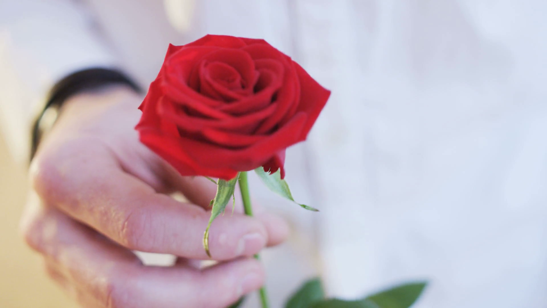 Man Holding A Red Rose In His Hands Stock Video Footage - Red Rose In Hand , HD Wallpaper & Backgrounds