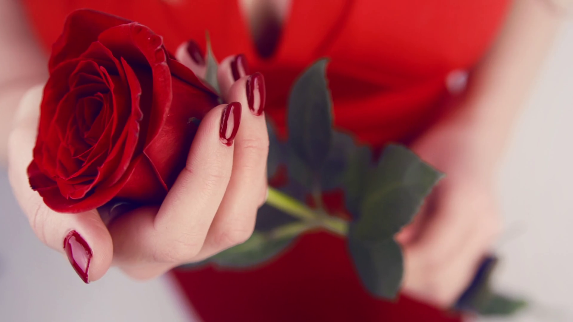 Close-up Of The Hands Of A Girl With A Red Rose - Girl With A Red Flower , HD Wallpaper & Backgrounds