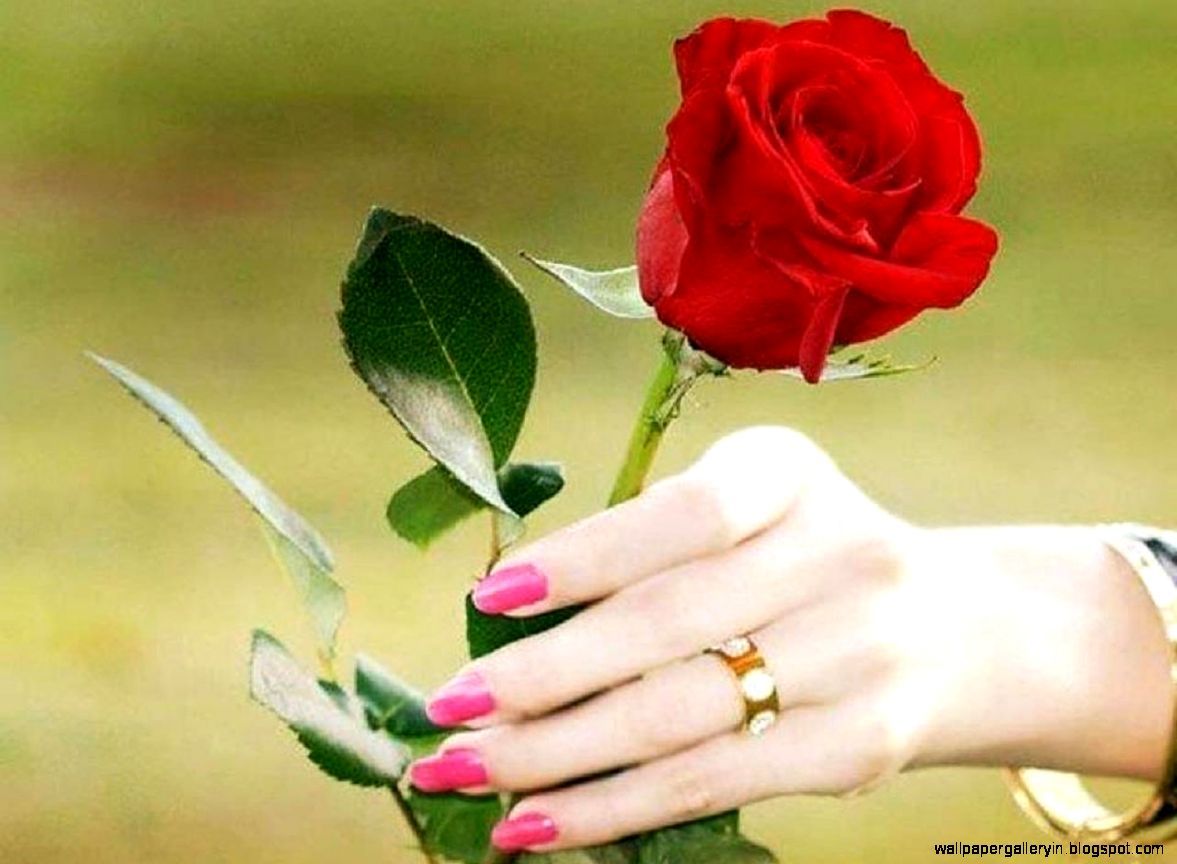 Backgrounds Roses Flower In Hand Love Hd Gallery On - Red Rose In Hand , HD Wallpaper & Backgrounds