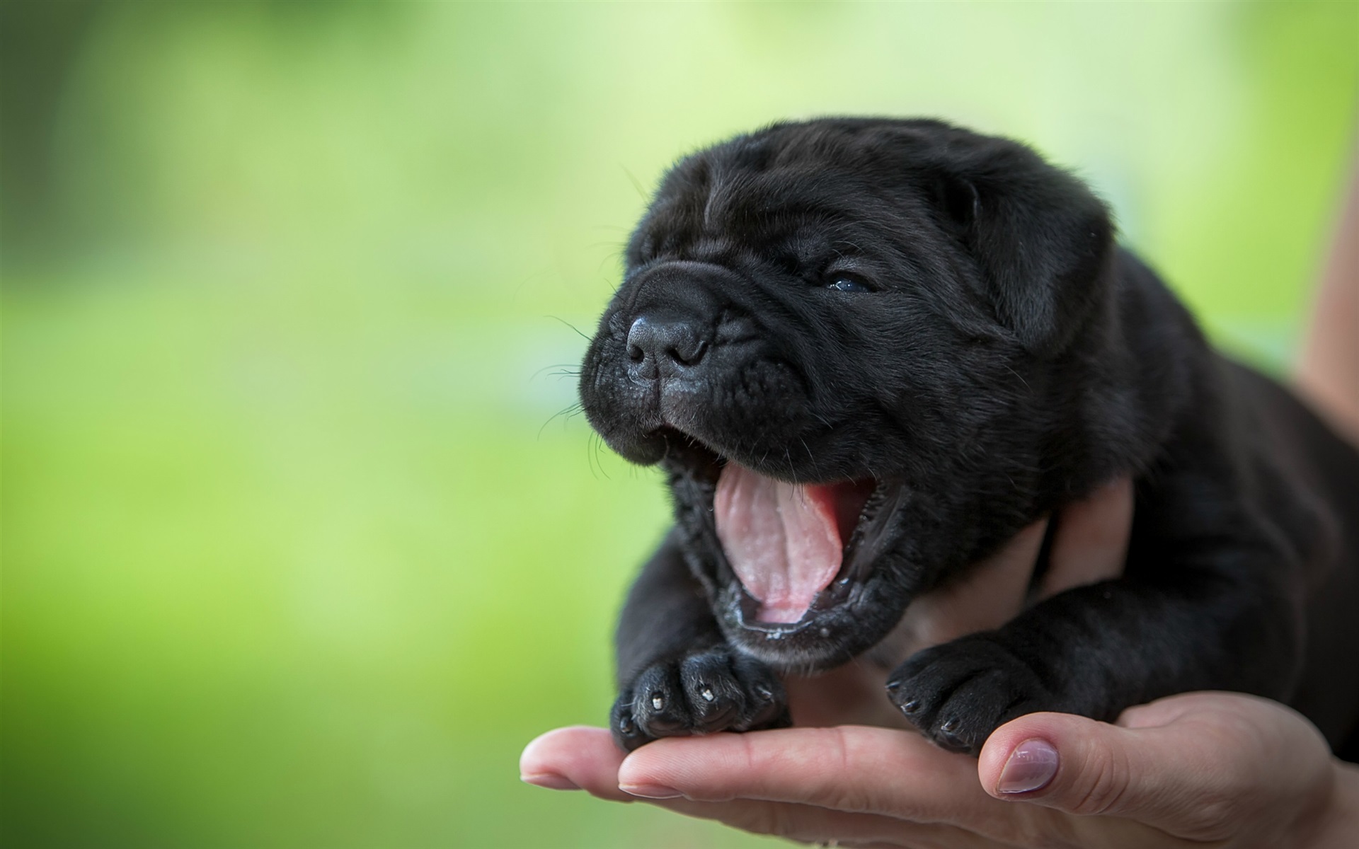 Wallpaper Cute Puppy, Yawning, Black Dog, Hand Hd Picture, - Black Dog Cute Puppy , HD Wallpaper & Backgrounds