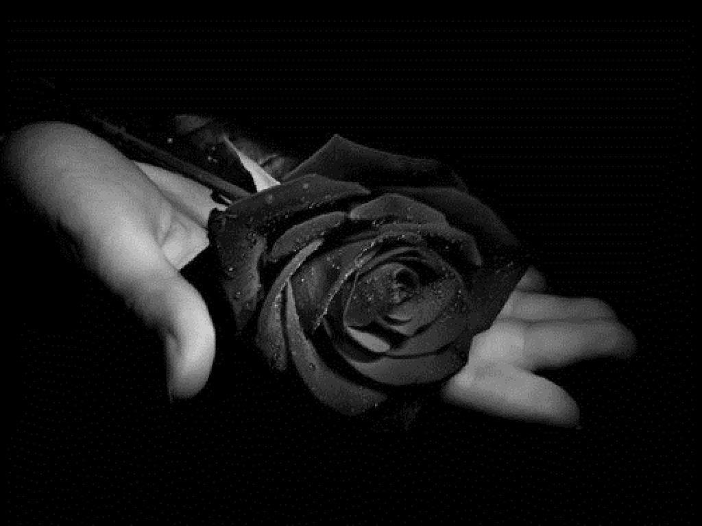 Black Rose On Hand High Definition Wallpapers - Black Rose In Hand , HD Wallpaper & Backgrounds