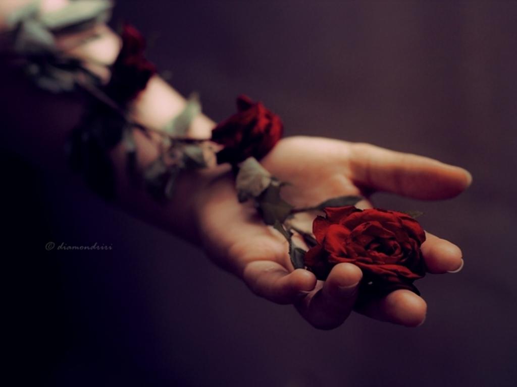 Rose And Hand Hd , HD Wallpaper & Backgrounds