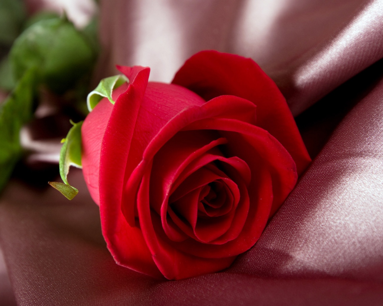 Beautiful Single Red Rose , HD Wallpaper & Backgrounds