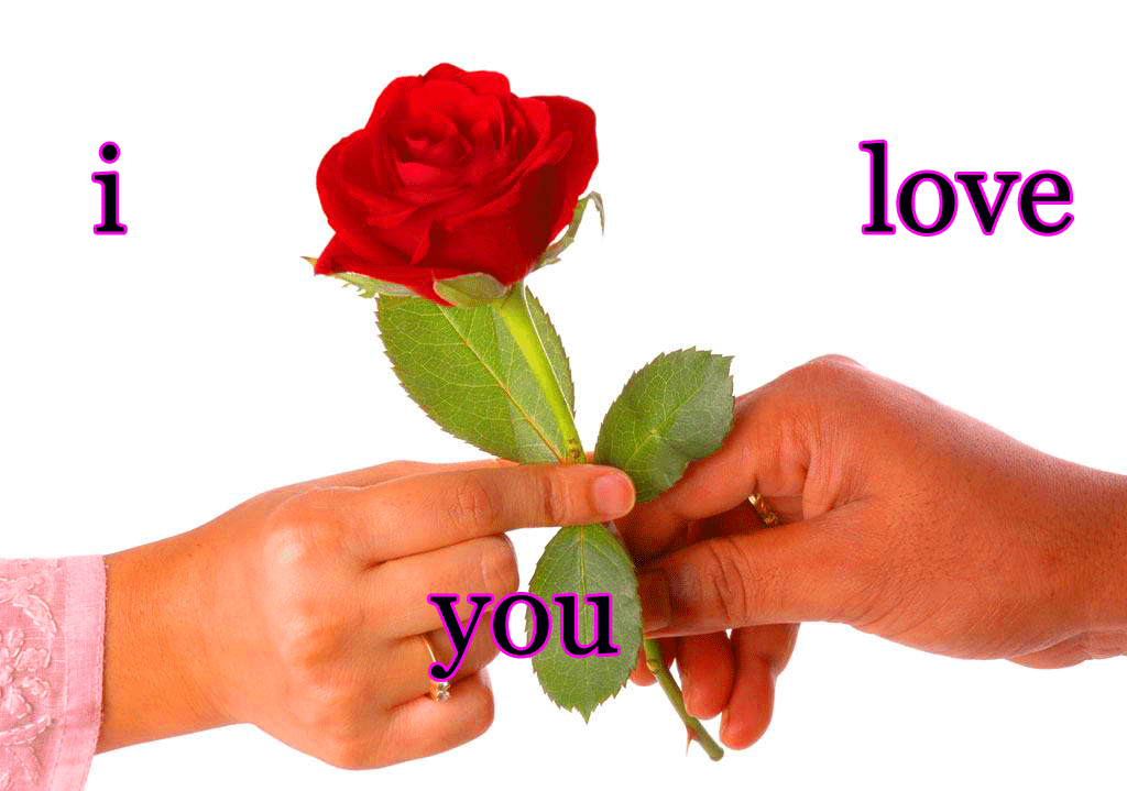 I Love You Images Wallpaper Pics Hd Download - Flowers With Love Messages , HD Wallpaper & Backgrounds