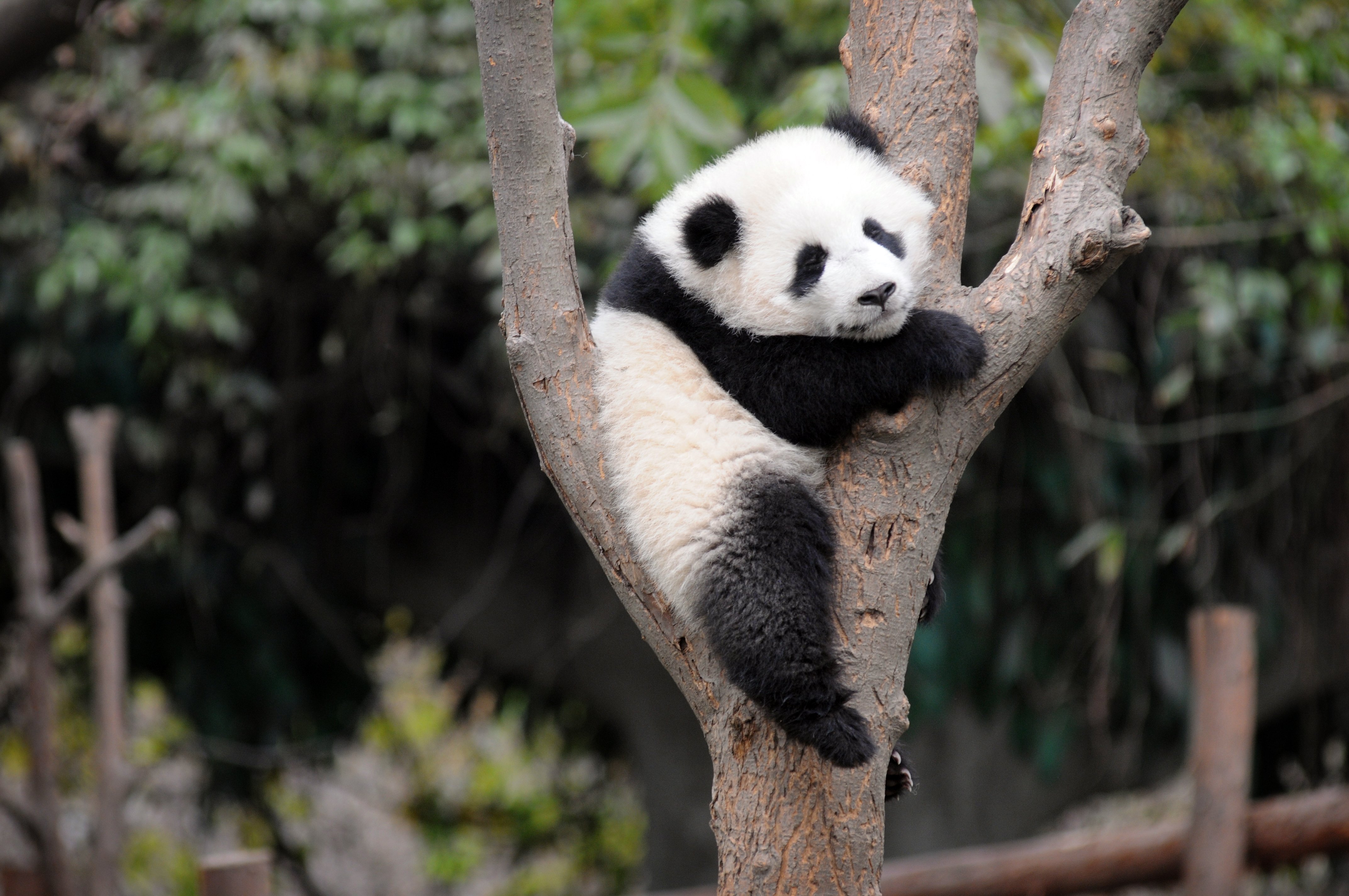 New Born Baby Pandas - Background Of Baby Panda , HD Wallpaper & Backgrounds