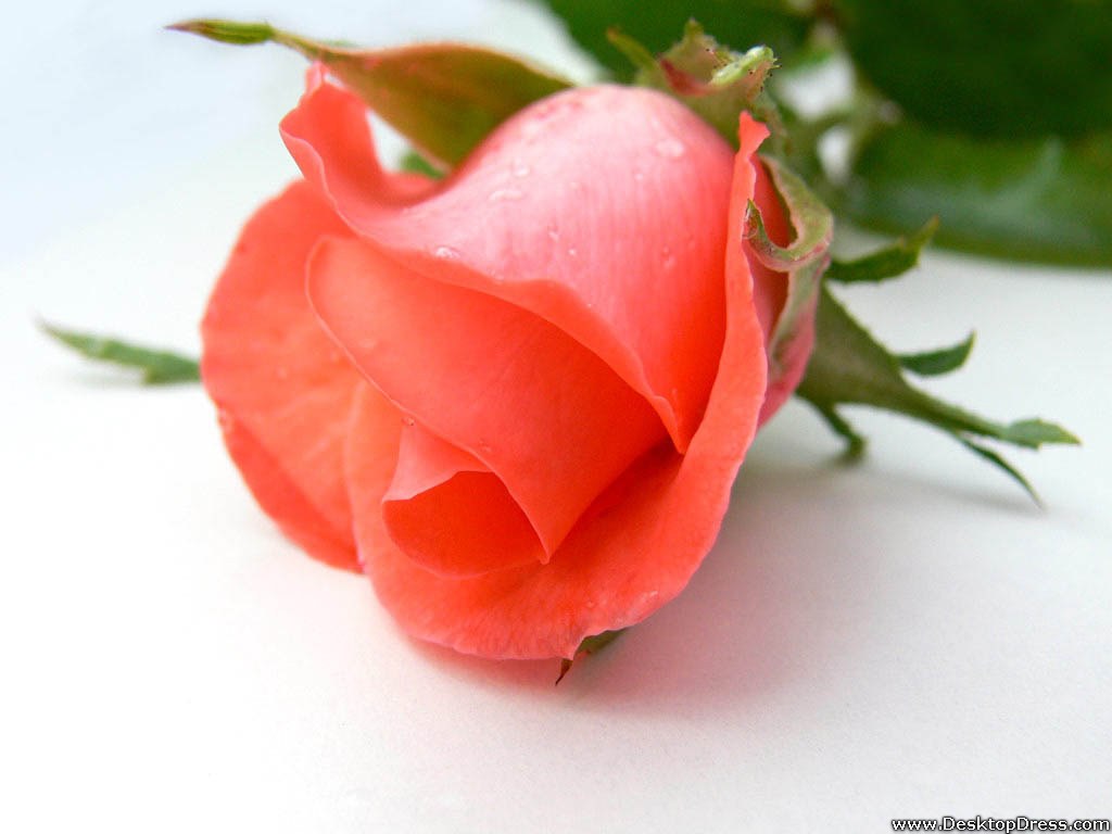 Rose In Hand Hd Wallpaper - Dark Pink Roses Flower , HD Wallpaper & Backgrounds