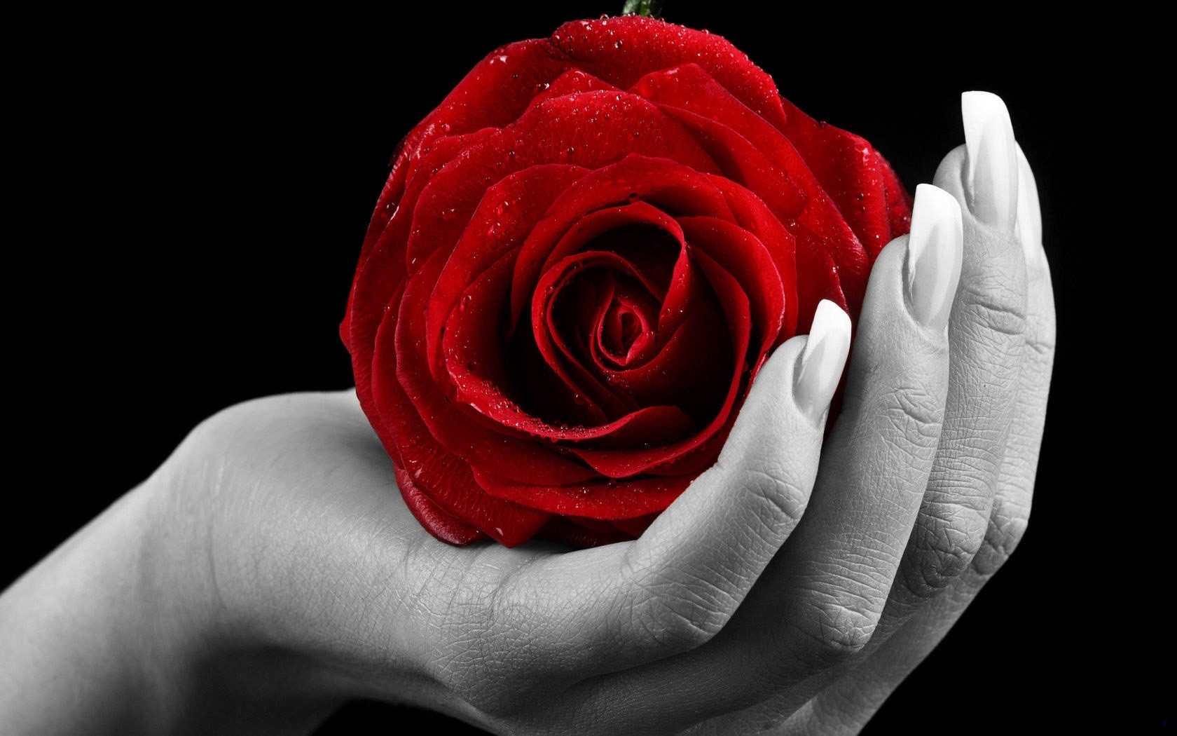 Hands Rose Wallpaper - Rose With Hands , HD Wallpaper & Backgrounds