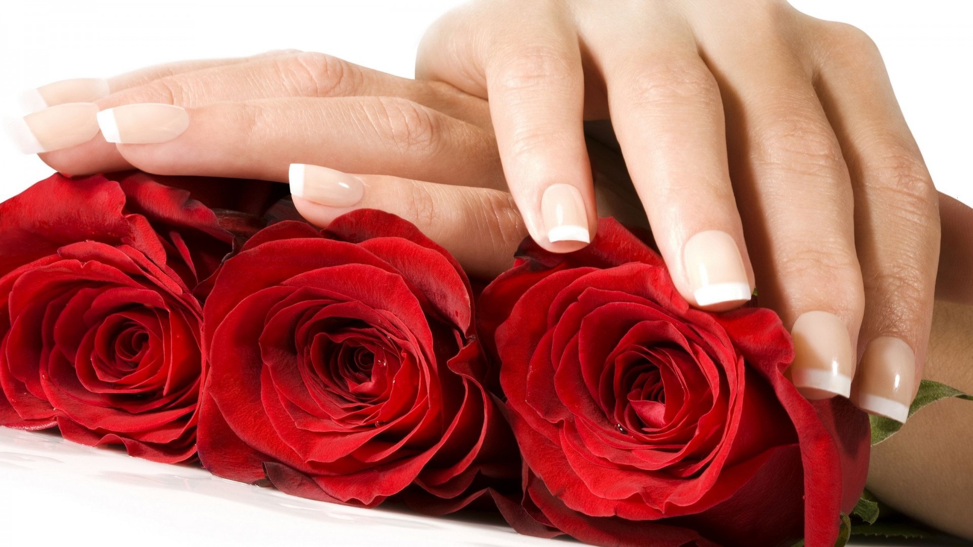 Red Roses And Female Hands Wallpapers And Images - Hand With Rose , HD Wallpaper & Backgrounds
