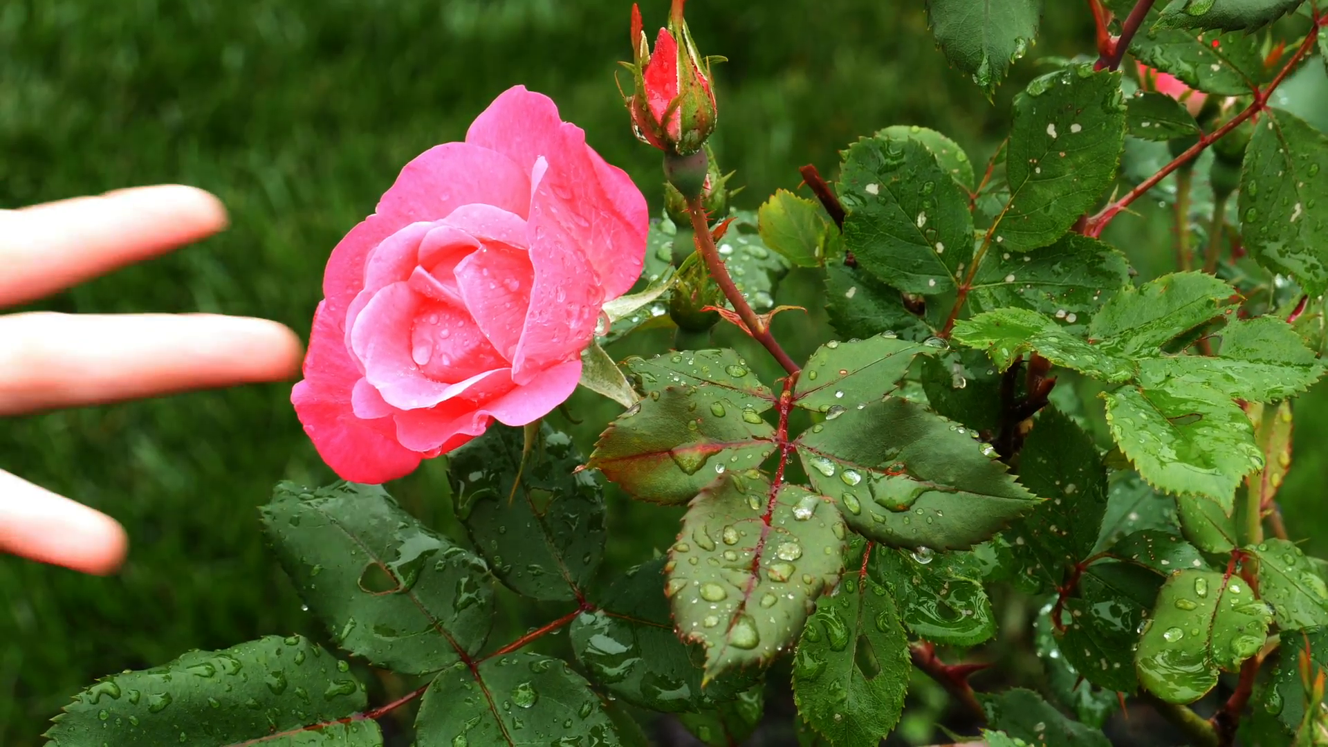 Rose In Hand Hd Wallpaper - Garden Roses , HD Wallpaper & Backgrounds