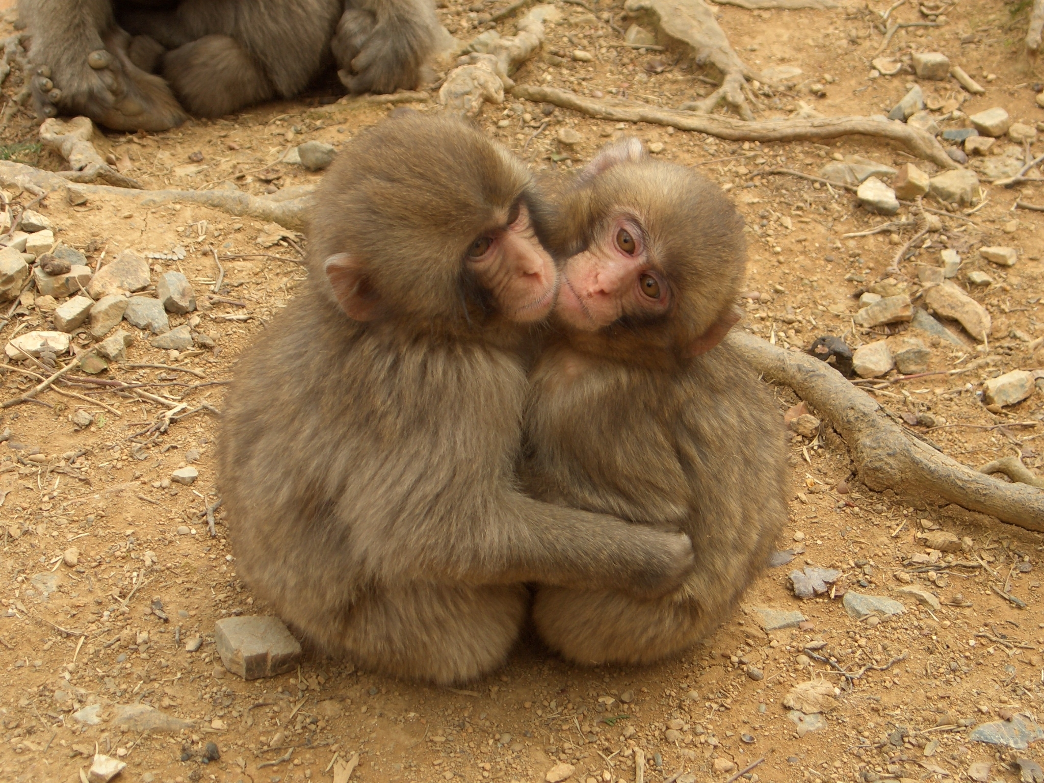 Best Macaques Hug Wallpaper - Monkeys Loving Each Other , HD Wallpaper & Backgrounds